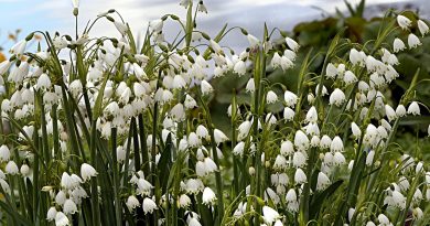 Strollers Social Walking Group – March 2026