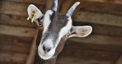 Quiz group – February/March 2026