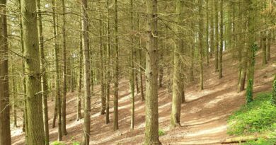 Strollers Social Walking Group – August 2026