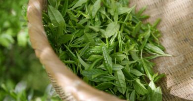Adventure Group – Dartmoor Estate Tea tour and tasting
