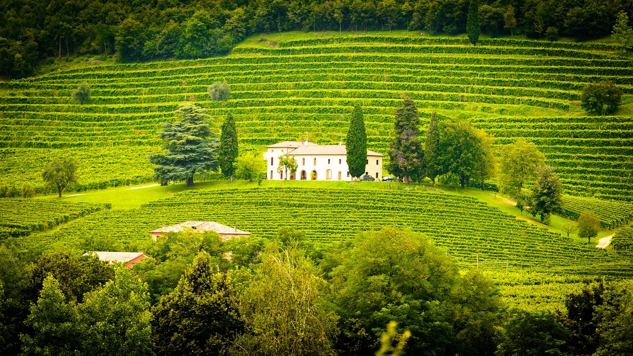Wine Appreciation – August 2026